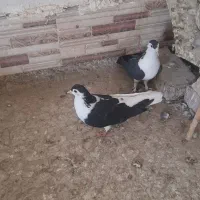 چاپی|پرنده|هیرمند, |دیوار