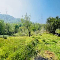 مثه این زمین نداریم خدایش تو گیلان صفر جنگل|فروش زمین و ملک کلنگی|شفت, |دیوار