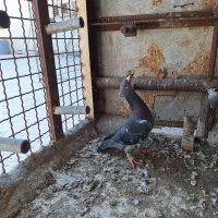 هفرنگ خطی|پرنده|محمدیه-قزوین, |دیوار