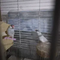 فنج نرگسی دو جفت یه جفت روتخم یه جفت اماده