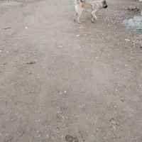 سگ گله ۱۳ ماهه اصیل|سگ|سراب, |دیوار