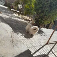 پیکینیزامپریال نر
