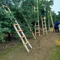 استخدام کار پرتغال چینی