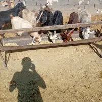 بز نیم گوشت|حیوانات مزرعه|مرودشت, ده بید|دیوار