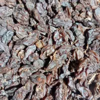 مویز بش درجه یک|خوردنی و آشامیدنی|آباده, |دیوار