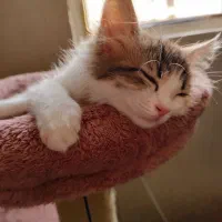 گربه DLH|گربه|اردبیل, |دیوار