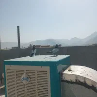 کفتر سینه سبز دم سرکه