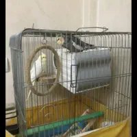 عروس هلندی مولد سخنگو|پرنده|تهران, مسعودیه|دیوار