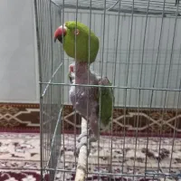 طوطی|پرنده|کوهبنان, |دیوار