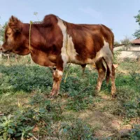 گاو نر گوساله یا ورزاکوله لوکس چالوسی