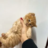 واگذاری گربه ترکیب اسکاتیش و پرشین|گربه|بوشهر, |دیوار