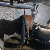 اسب نجیب|اسب و تجهیزات اسب‌سواری|تربت‌حیدریه, بازار|دیوار