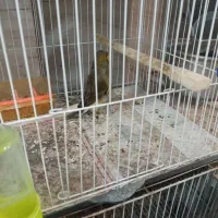 قناری نر مست خون و ماده آماده|پرنده|مشهد, رده|دیوار