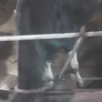 فروش ۲عدد گوساله|حیوانات مزرعه|قیدار, |دیوار