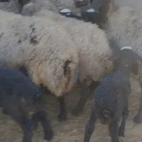 گوسفندشال|حیوانات مزرعه|شال, |دیوار