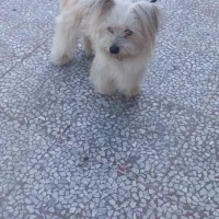 سگ پشمالو ماده شیتزو تریل