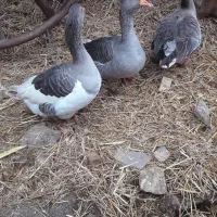 سه عدد غازبالغ تخمی وکرچشو|حیوانات مزرعه|علیآباد کتول, |دیوار