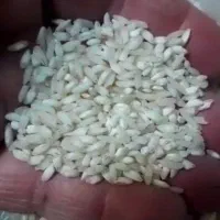 برنج هاشمی چلو درشت پاک شده وتمیز