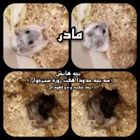 همستر کمپل همراه نوزاد شیرخوار|موش و خرگوش|تهران, امامت|دیوار