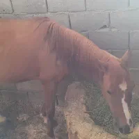 مادیون ترک ۲۵۰۰۰۰۰۰