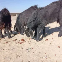 تعداد چهارتا تروشت فروشی بصورت تکی و یک جاه|حیوانات مزرعه|سیب و سوران, |دیوار