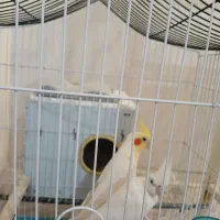 عروس هلندی|پرنده|بندر دیر, |دیوار