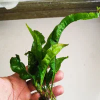گیاه جاوا
