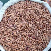 لوبیا چیتی کردستان کیلویی ۲۹۰ هزارتومن