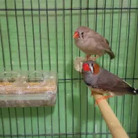 فنچ زیبا سالم|پرنده|تهران, فردوس|دیوار