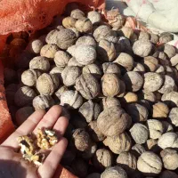 فروش گردو پوست کاغذی|خوردنی و آشامیدنی|اندیکا, |دیوار