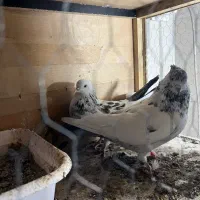 یک جفت کبوتر کفتر درجه یک