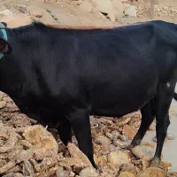 کلگاه