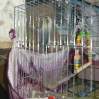 معاوضه فقط با گرینچیک یا فروش نقدی|پرنده|رفسنجان, |دیوار