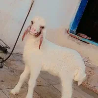 یک عدد بره عربی