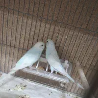 قتاری تک و تعداد مرغ عشق