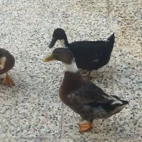 اردک|حیوانات مزرعه|مسجد سلیمان, |دیوار