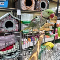 شاه طوطی نر بالغ دستی|پرنده|کرج, فاز ۳ گوهردشت|دیوار