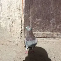 قورگی نر قر قرو