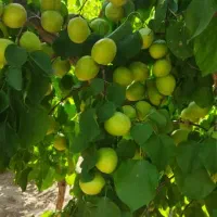 باغ در سه راهی یامچی به متراژ ۱۱۷۰۰|فروش زمین و ملک کلنگی|یامچی, |دیوار