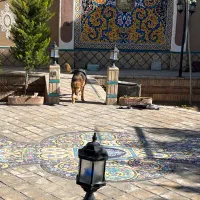 سگ ژرمن|سگ|لنجان, |دیوار