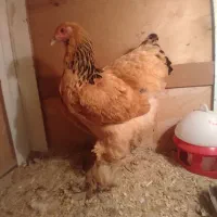 نیمچه برهما