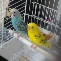 مرغ عشق جفت فروشی