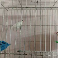 فنچ نرگسی..|پرنده|گلبهار, شهر جدید گلبهار|دیوار