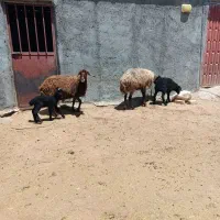 میش بره دار