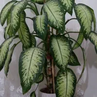 گل دیفن باخیا