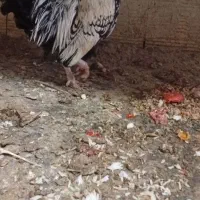 یک جفت سیبرایت با دوتا مرغ گلین