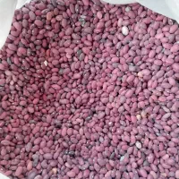 لوبیا قرمز بوجاری شده|خوردنی و آشامیدنی|درودزن, |دیوار