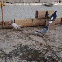 کفتر هفرنگ خطی