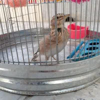 فروش ومعاوضه سهره خاکی شاه مرغ