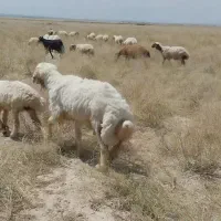 قوچ جوان